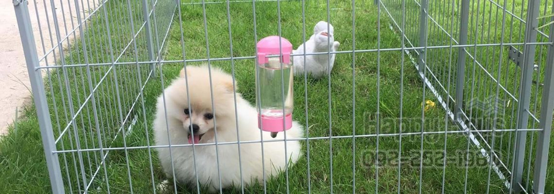 รีวิวคอกสุนัข  S กว้างจ้า