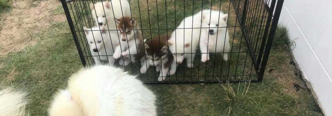 รีวิวคอกสุนัขแฮปปี้เฮาส์เป็นคอกอนุบาลสุนัขแรกเกิด