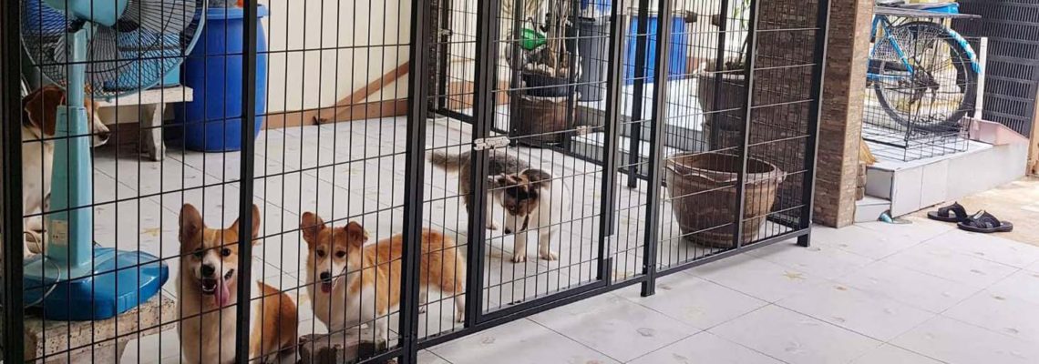 รีวิวการจัดระเบียบสุนัขด้วยคอกสุนัขแฮปปี้เฮาส์