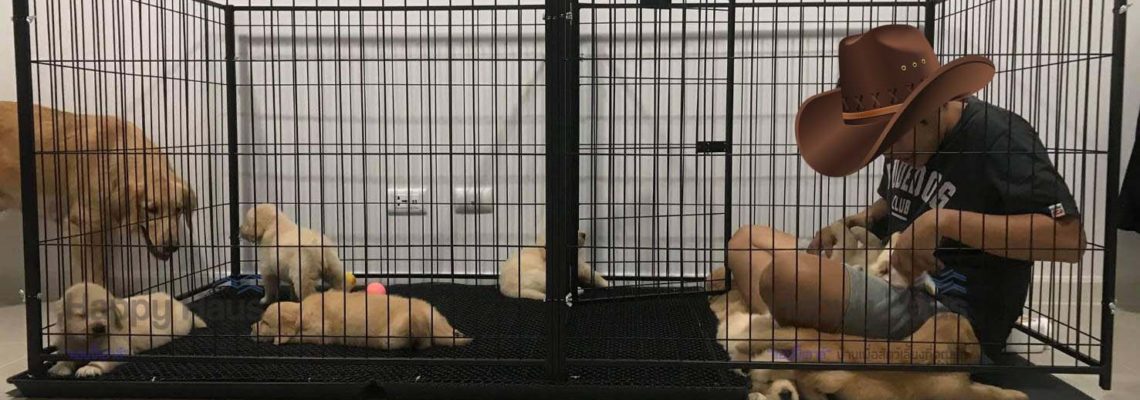 รีวิวกรงสุนัข M แฝด กับภาพน่ารักๆของครอบครัวน้องหมาลูกดกแบบ Falling like a star !!