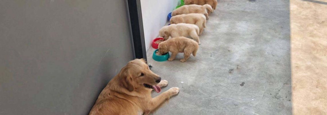 รีวิวคอกสุนัขไซส์  M  สำหรับดูแลลูกสุนัข