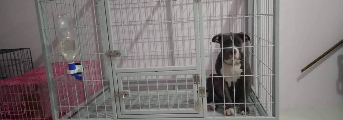 รีวิวกรงสุนัขแฮปปี้เฮาส์