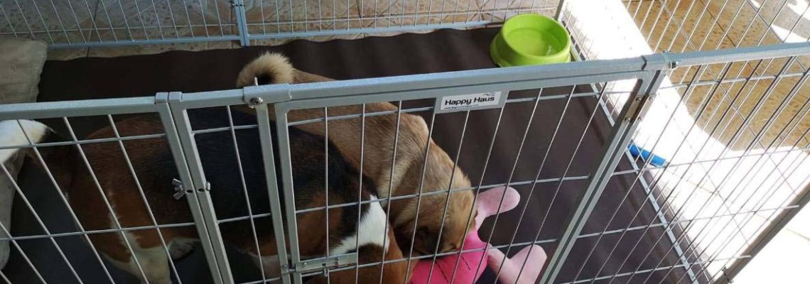 รีวิวคอกสุนัข M กว้างสีเทาอ่อนจ้า