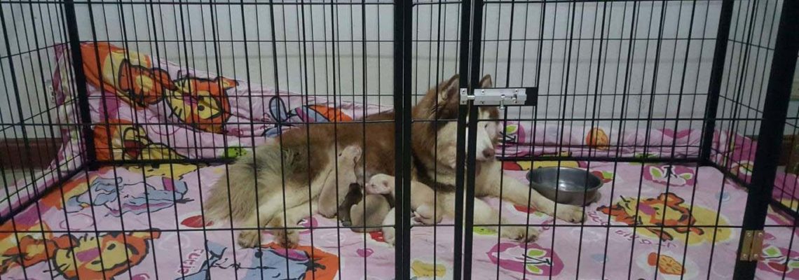 รีวิวคอกสุนัข M กว้างสำหรับหมาแม่ลูกอ่อนจ้า