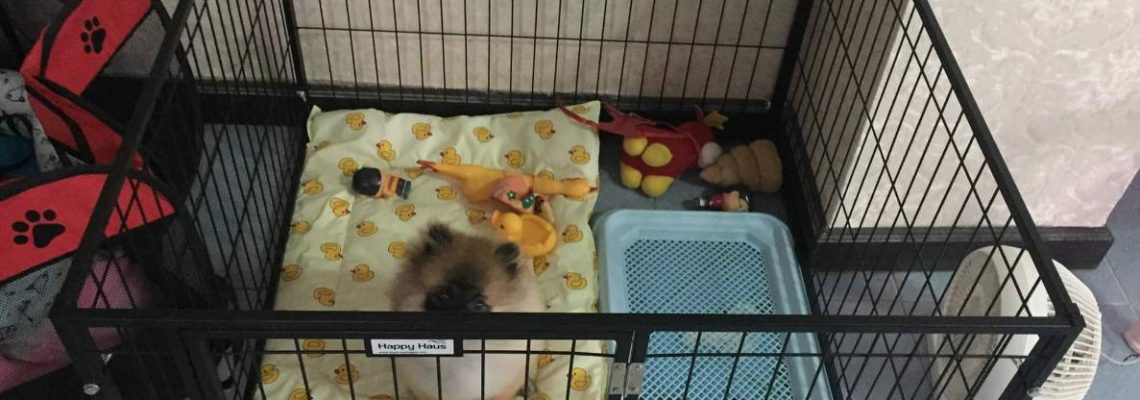 รีวิวคอกสุนัข S เดี่ยวดำจ้า