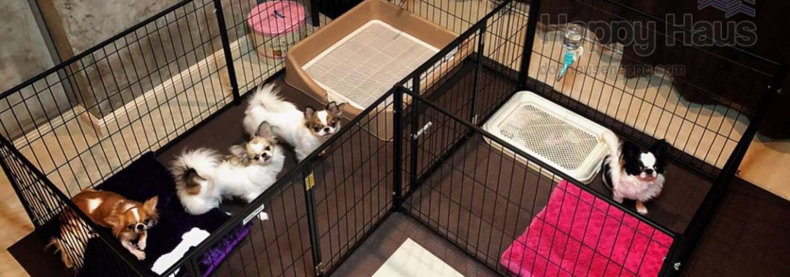 รีวิวคอกสุนัข S แฝดแบบพิเศษ