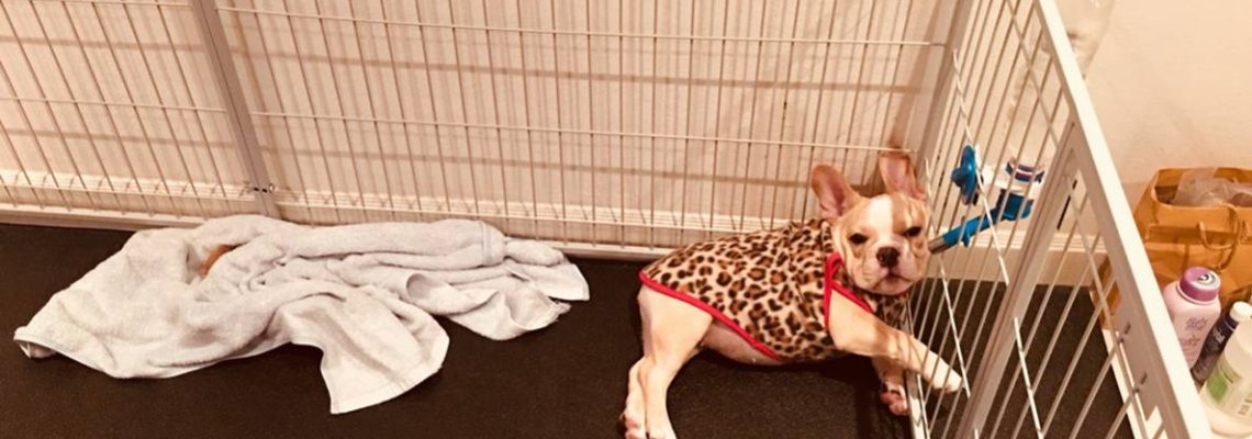 รีวิวคอกสุนัข S กว้างสีเทาอ่อน