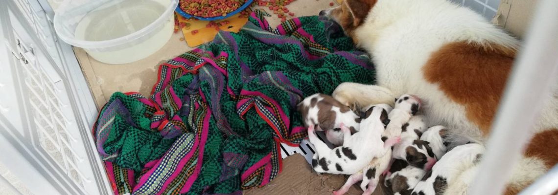 รีวิวกรงสุนัขแฮปปี้เฮาส์ไซส์ L