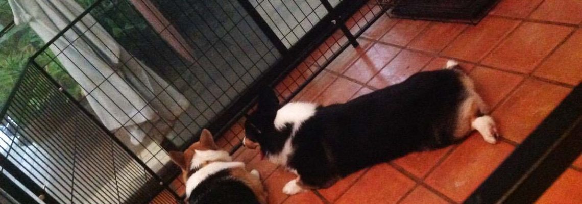 รีวิวคอกสุนัขแฮปปี้เฮาส์ M กว้าง 2X2 เมตร