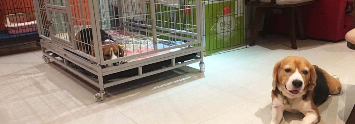 รีวิวกรงสุนัขแฮปปี้เฮาส์ไซส์ L