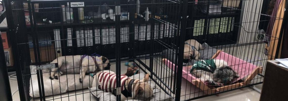 รีวิวคอกสุนัขแฮปปี้เฮาส์ M แฝด