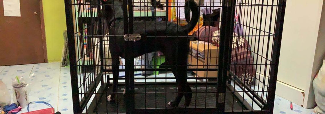 รีวิวกรงสุนัขแฮปปี้เฮาส์ไซส์ M