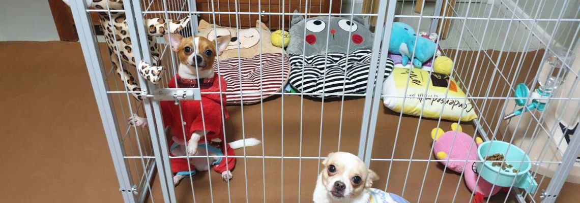 รีวิวคอกสุนัข S เดี่ยวสีเทาอ่อน