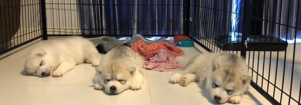 รีวิวคอกสุนัขแฮปปี้เฮาส์  M กว้างดำ