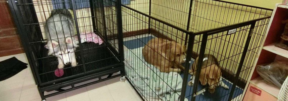 รีวิวกรงสุนัข L พับได้และคอกสุนัข M กว้าง