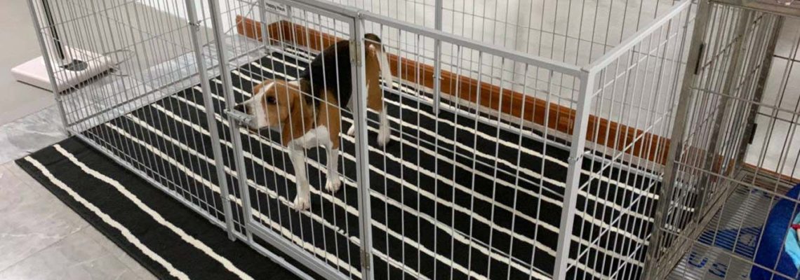 รีวิวคอกสุนัข M กว้าง