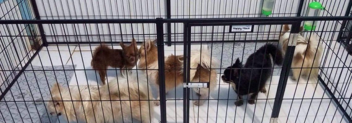 รีวิวคอกสุนัข S เดี่ยวสีดำ