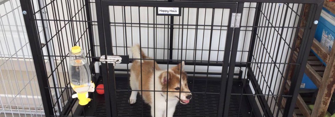 รีวิวกรงสุนัข M พับได้ กับคอกสุนัขไซส์  Mจ้า