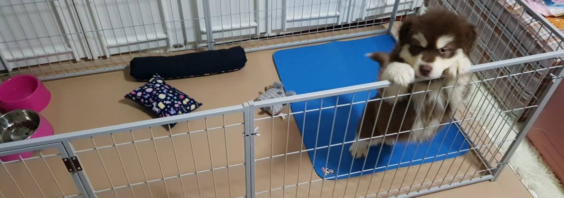 รีวิวคอกสุนัข S กว้างสีเทาอ่อน