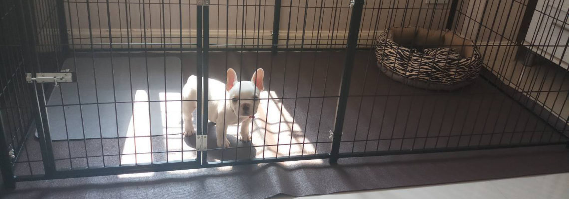 รีวิวคอกสุนัข S กว้างสีดำ