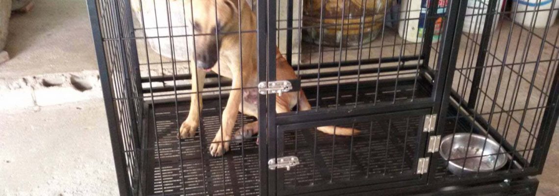 รีวิวกรงสุนัข L พับได้สีดำ