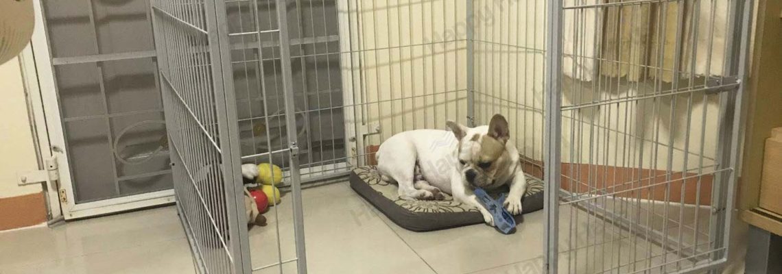 รีวิวคอกสุนัข M เดี่ยวสีเทาอ่อน