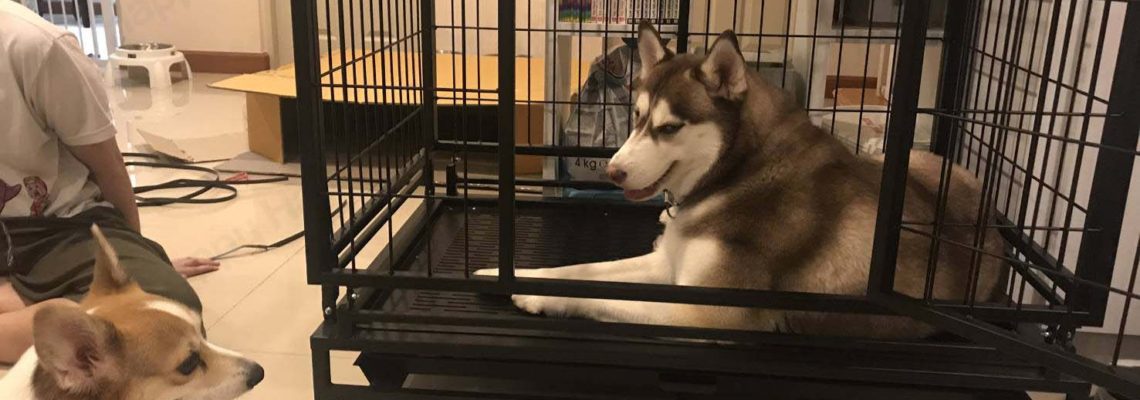 รีวิวกรงสุนัข M พับได้สีดำ