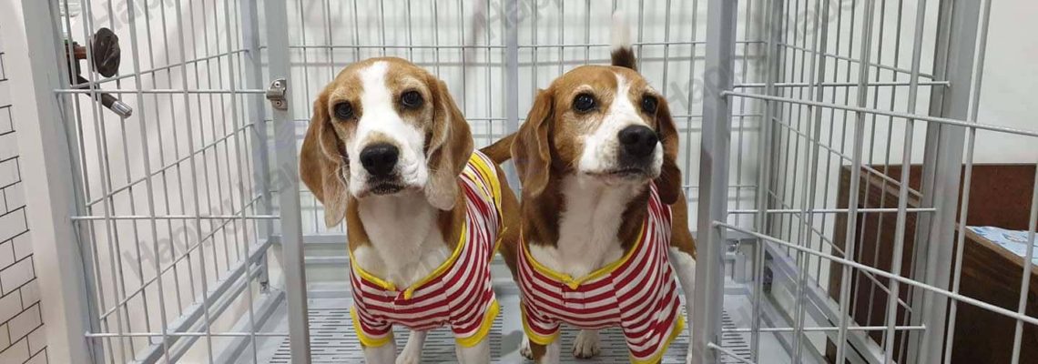 รีวิวกรงสุนัข M พับได้สีเทาอ่อน