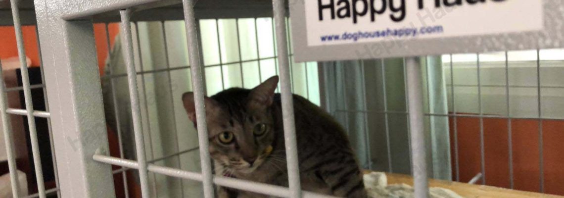 รีวิวกรงสุนัข L พับได้สีเทาอ่อน