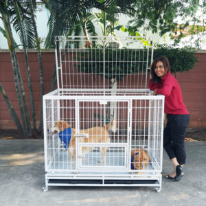 dog cage XL
