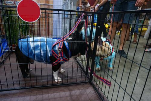 คอกสุนัขไซส์ S ความสูง 60 ซม.