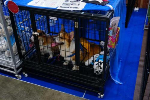 กรงสุนัข ไซส์ M แบบพับได้